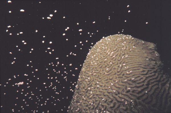 Spawning Brain Coral