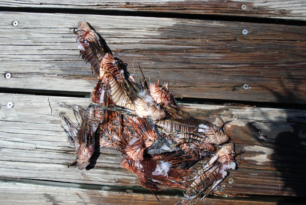LionFish (2)