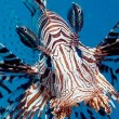 lionfish-invasion-smithsonian