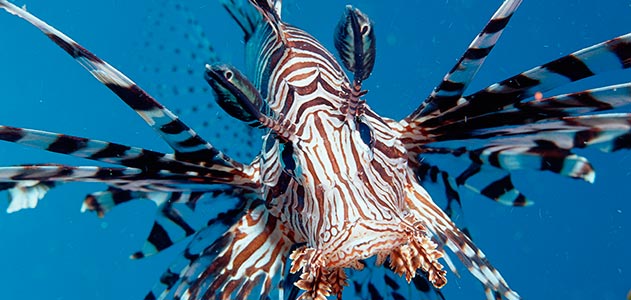 Alien Invaders :: Lionfish, Alien Predators of the Reef