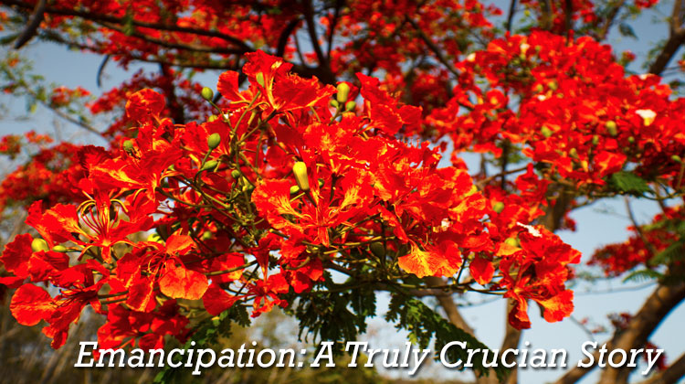 Emancipation A Crucian History
