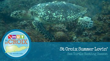 St Croix Summer Lovin: Sea Turtle Nesting Season