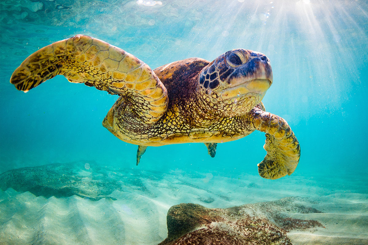 Green Sea Turtle