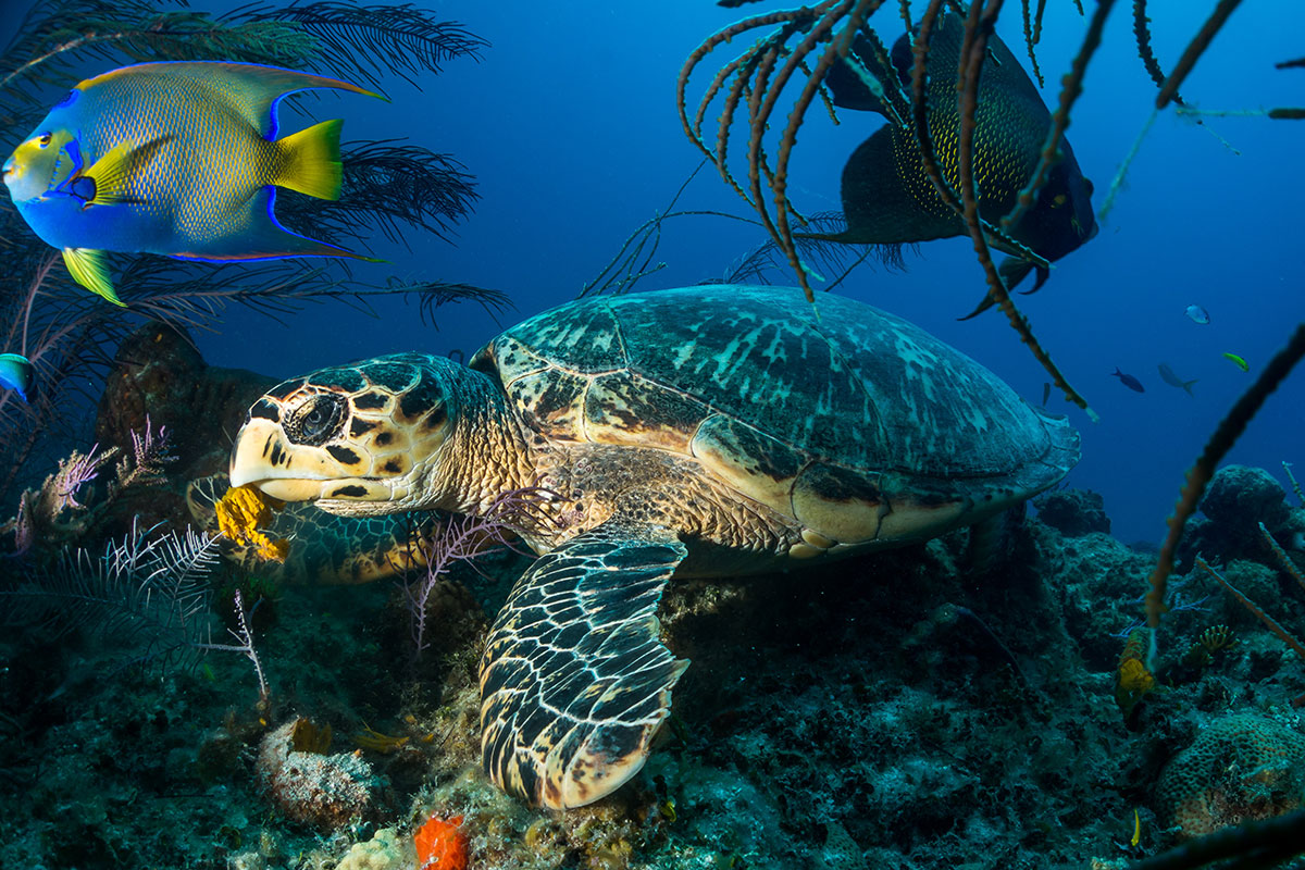 hawskbill sea turtle